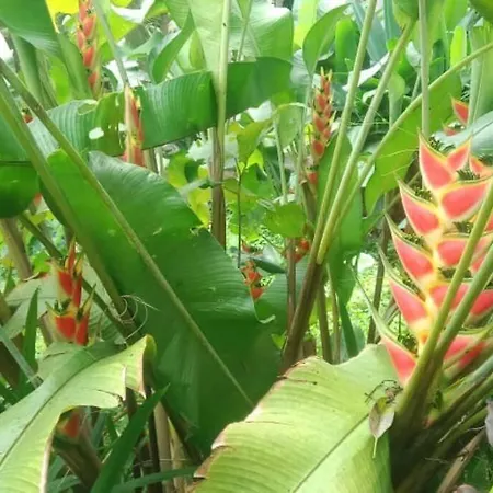Desaka Bisma Ubud